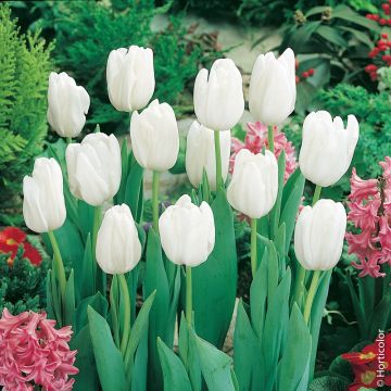 Tulipe simple hâtive WHITE PRINCE ®