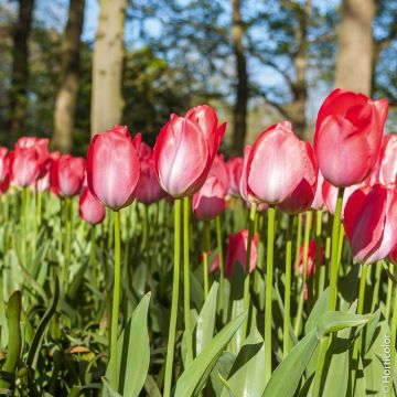 Tulipe Darwin Van Eijk