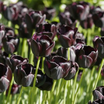 Tulipe simple tardive Reine de la Nuit