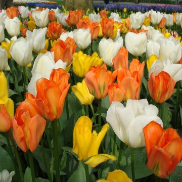 10 bulbes de Tulipes rouges à planter cet automne pour le printemps – Bleen