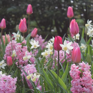 Assortiment parfumé Baléares, tulipe + jacinthe + narcisse Meilland Richardier