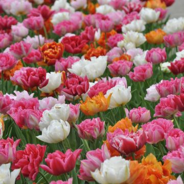 Tulipes doubles Hâtives type Murillo en mélange, Bulbes Meilland Richardier