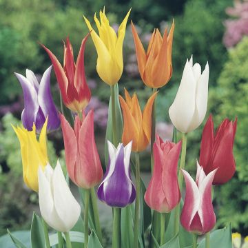 Tulipes à Fleurs de Lys en mélange