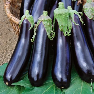 Aubergine de Barbentane