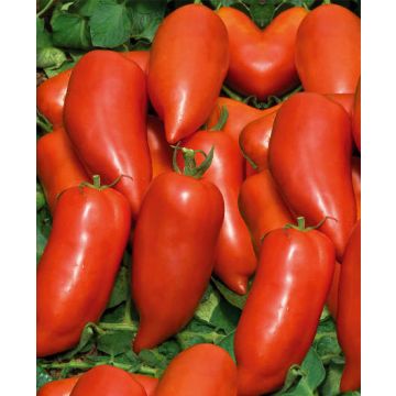 Tomate Cornabel Hybride F1