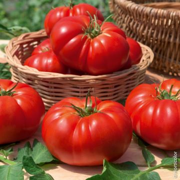 Tomate Marmande