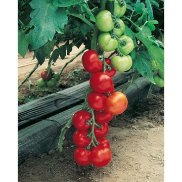 Tomate grappe Pépite Hybride F1