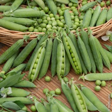 Graines de Poireau de Carentan 2, potager Meilland Richardier