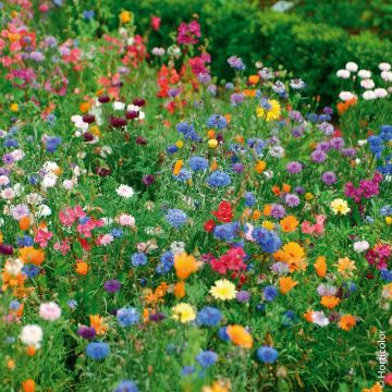 Mélange de fleurs pour gazon japonais