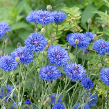 Centaurée Bleuet double bleue