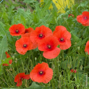 Coquelicot simple rouge