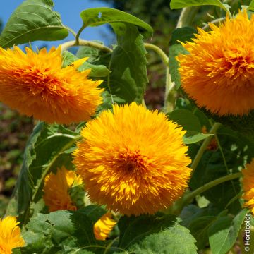 Tournesol double Géant de Californie