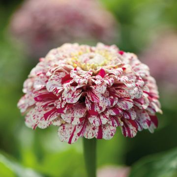 Zinnia Pop Art Rouge et Blanc