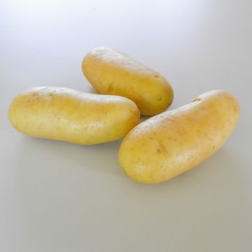 Pomme de terre DOLREINE ®