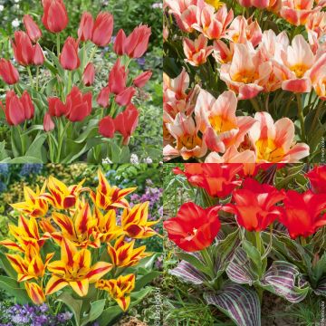 Collection de 40 Tulipes naines greigii