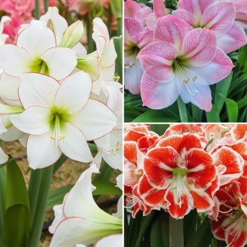 Collection de 3 Amaryllis