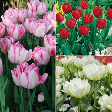 Collection de 40 Tulipes doubles hâtives