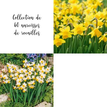 Collection de 60 Narcisses de rocailles