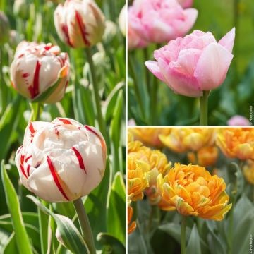 Collection de 28 tulipes doubles à Fleurs de Pivoines