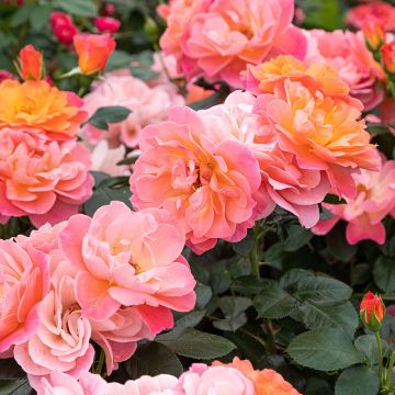 Rosier Sugar CANDY ROSE® Meiconfiz 