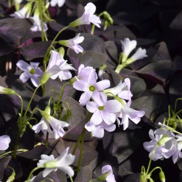 Oxalis triangularis, oxalis pourpre ou Faux-trèfle pourpre