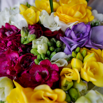 Freesias en mélange : 20 Simples + 20 Doubles