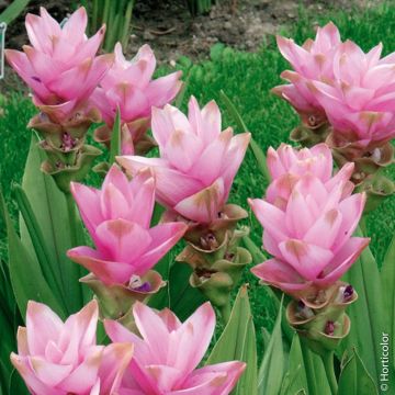 Curcuma alismatifolia