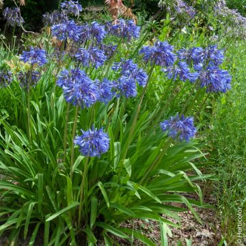 Agapanthes Bleues