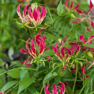 Gloriosa Rotschildiana