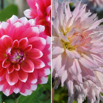 Collection de dahlias cactus idylle et dahlias décoratifs Milk Shake