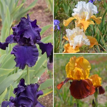 Collection de 3 variétés d’Iris germanica