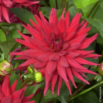 Dahlia nain cactus Red Pigmy