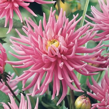 Dahlia nain cactus Park Princess