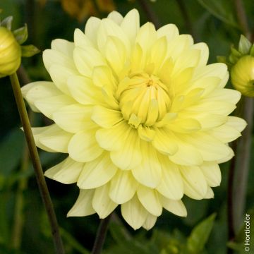 Dahlia semi-cactus ordinaire Junior