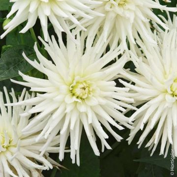 Dahlia nain cactus White Princess