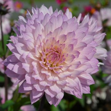 Dahlia nain double Le Thoureil