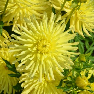 Dahlia nain cactus Lemon Tree