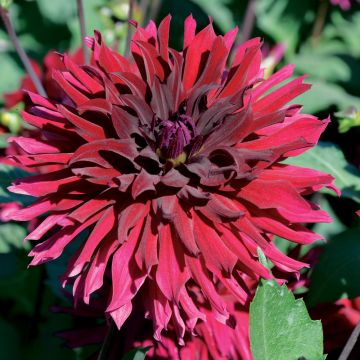 Dahlia nain cactus Leslie