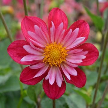 Dahlia collerette Cherry Star