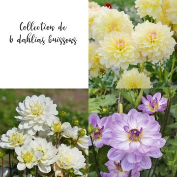 Collection de 6 Dahlias buissons