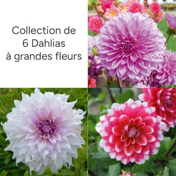 Collection 6 dahlias décoratifs à grandes fleurs