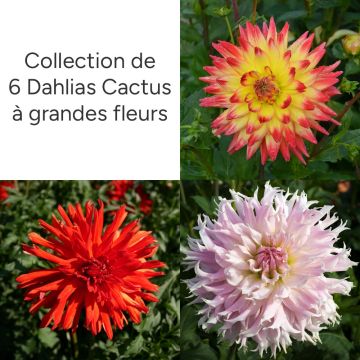 Collection de 6 dahlias cactus à grandes fleurs