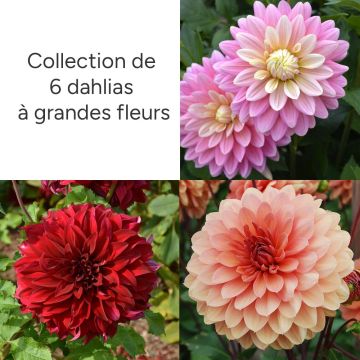 Collection de 6 dahlias à grandes fleurs