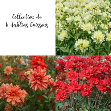 Collection de 6 Dahlias buissons