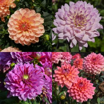 Collection de 8 Dahlias nains doubles assortis