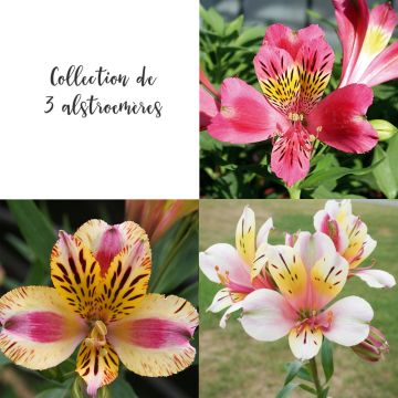 Collection de 3 alstroemères