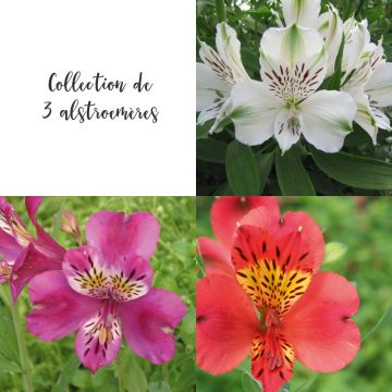 Collection de 3 alstroemères