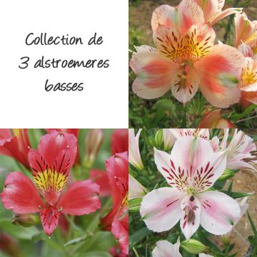 Collection de 3 alstroemères ou Lis des Incas