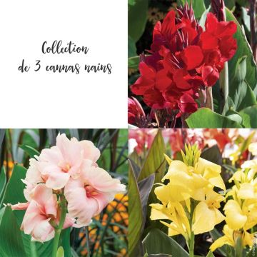 Collection de 3 cannas nains