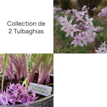 Collection de 2 Tulbaghias assortis